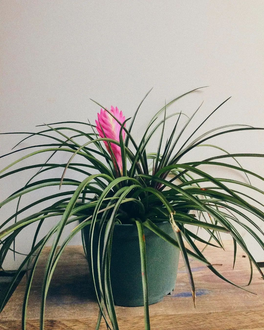 Pink Quill