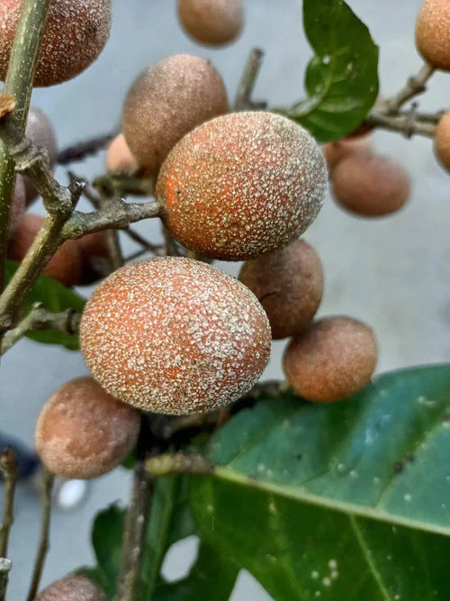Madhubilata Exotic Fruit Plants (Stixis Suaveolens)