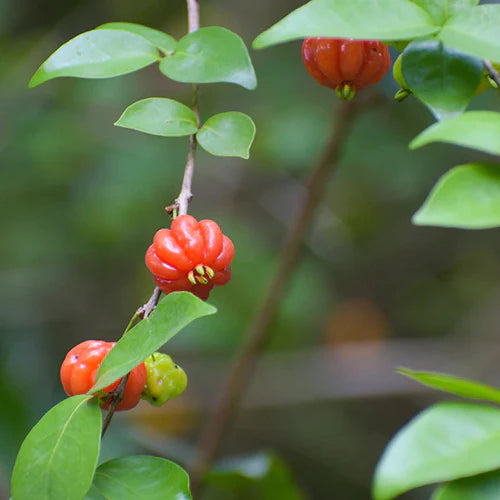 Surinam Cherry Red Exotic Fruit Plants (Eugenia Uniflora)
