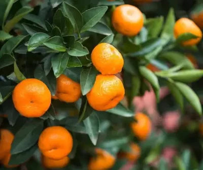 Sweet Bush Orange Grafted Exotic Fruit Plants