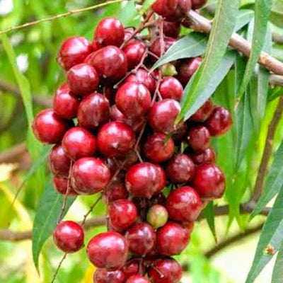 Terengganu Cherry Exotic Fruit Plants (Lepisanthes Alata)