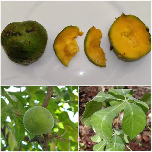 Wooly Leaved Sapote Exotic Fruit Plants (Casimiroa Tetrameria)