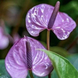 miniature anthurium Anthurium Flowering Pink: Buy Plant Online In India – Growcerys