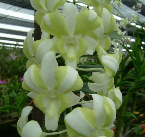 Dendrobium New Liberty White