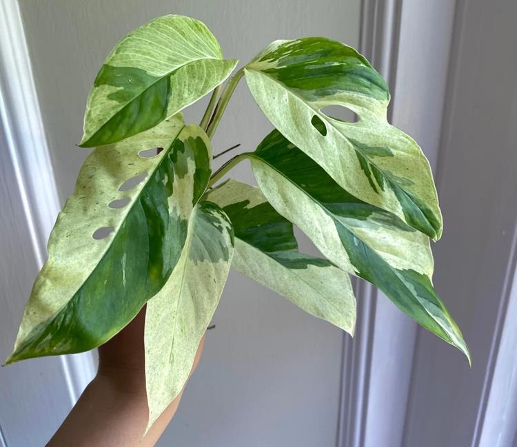 Adansonii Laniata Variegated
