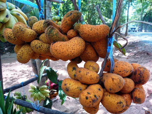 Korn Exotic Fruit Plant