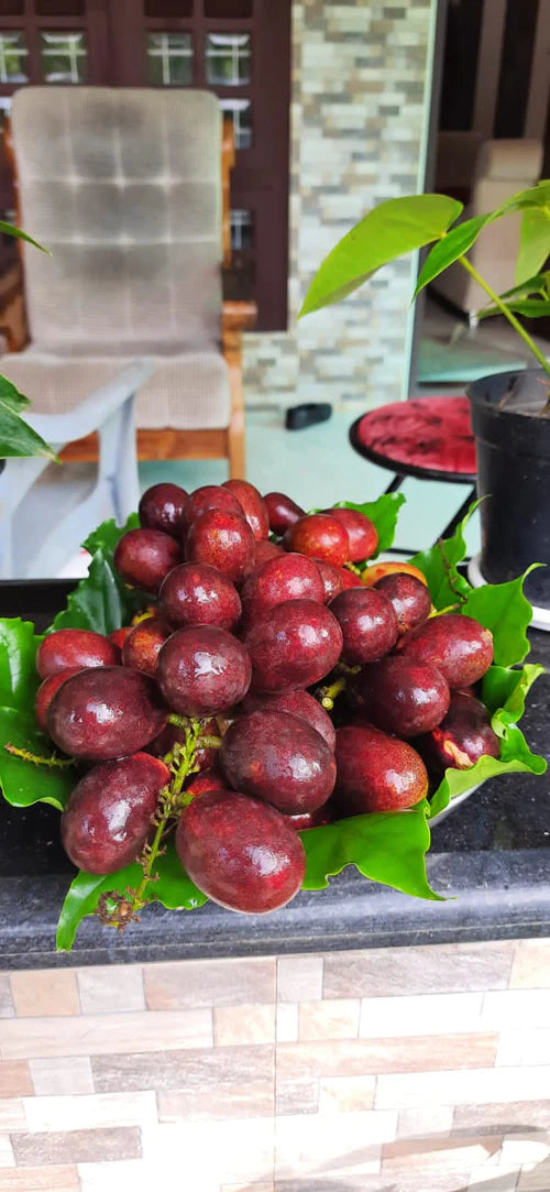 Purple Matoa Exotic Fruit Plants (Pometia Pinnata)