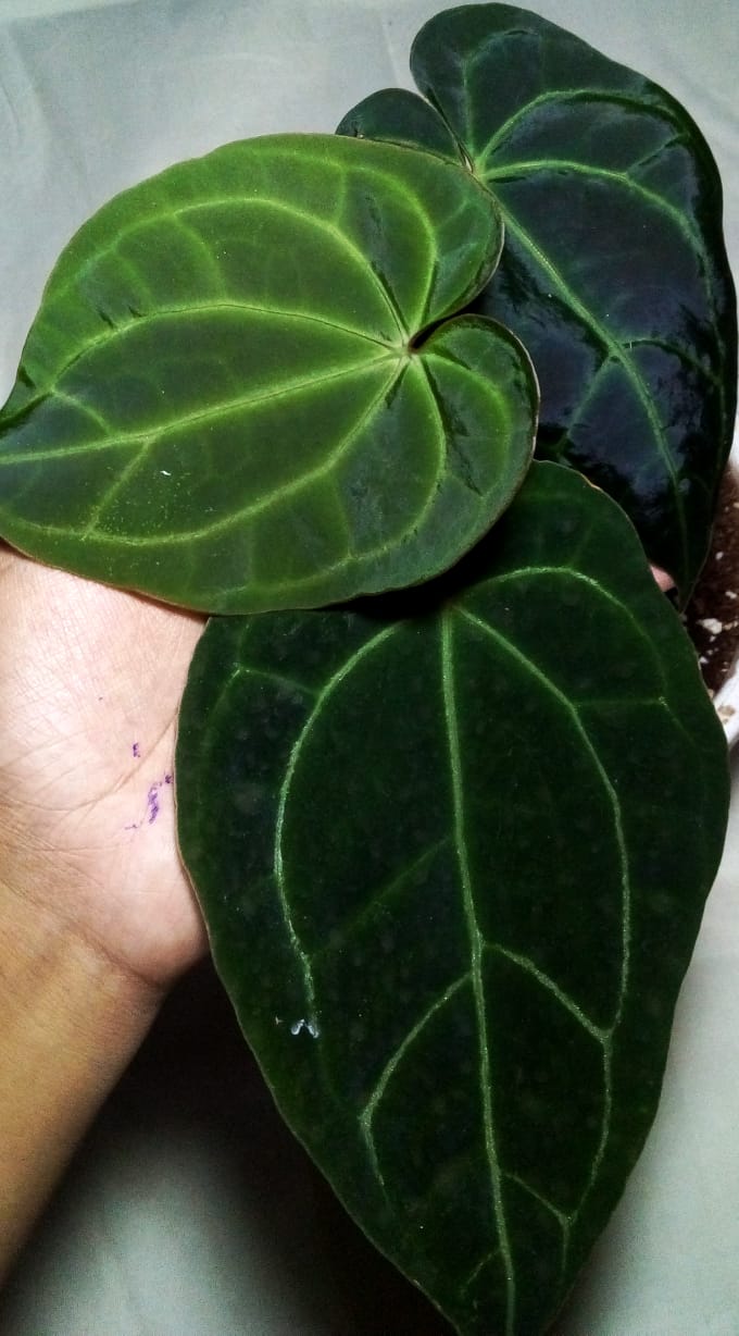 Anthurium Ace of Spades