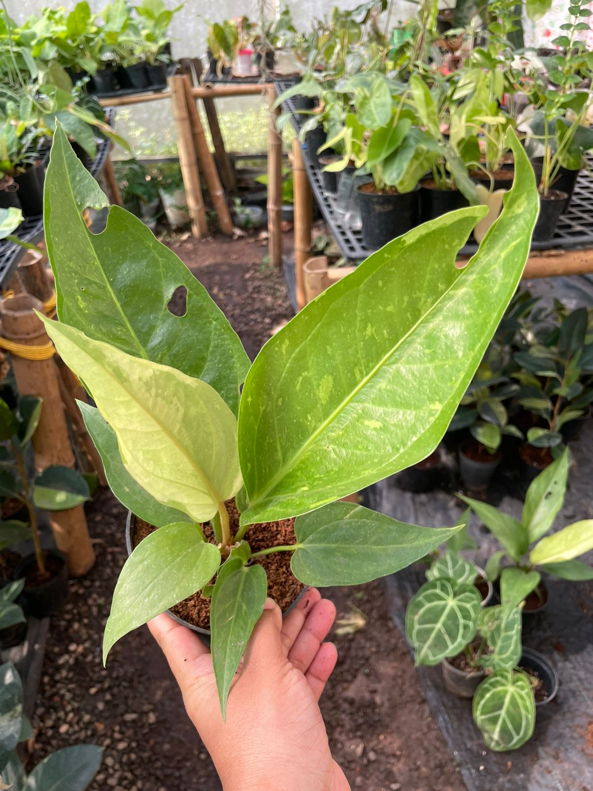Anthurium Hookeri Variegata