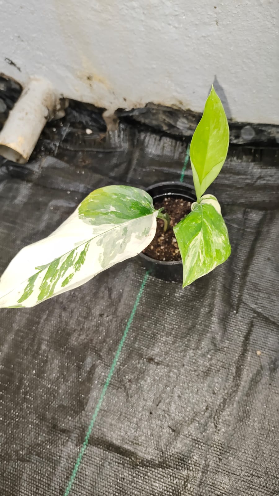 Monstera Lechleriana Variegated