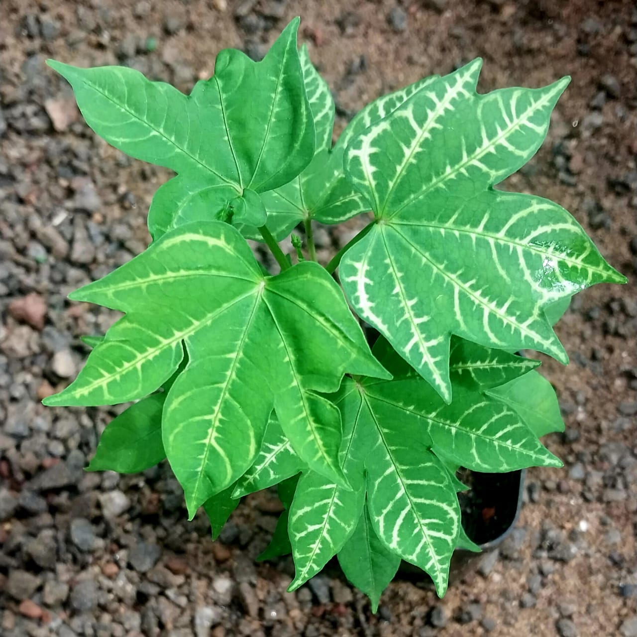 Ipomoea Variegated (Pink Flowering)