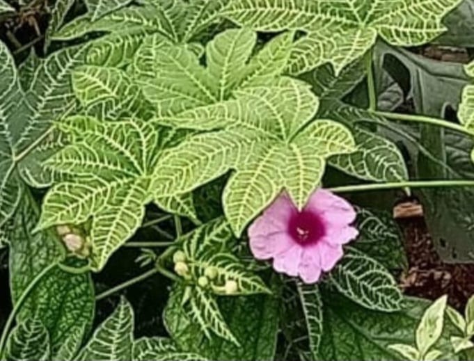 Ipomoea Variegated (Pink Flowering)