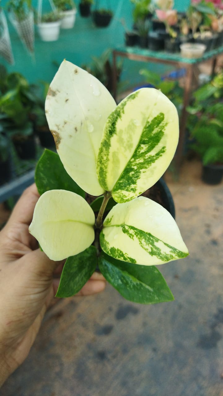 ZZ Plant Variegated