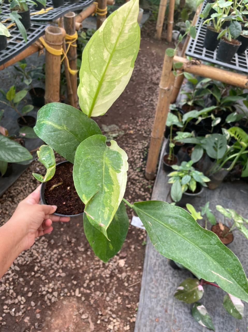 Anthurium Hookeri Variegata