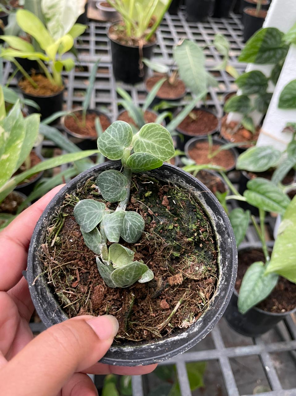 Rhaphidophora Cryptantha