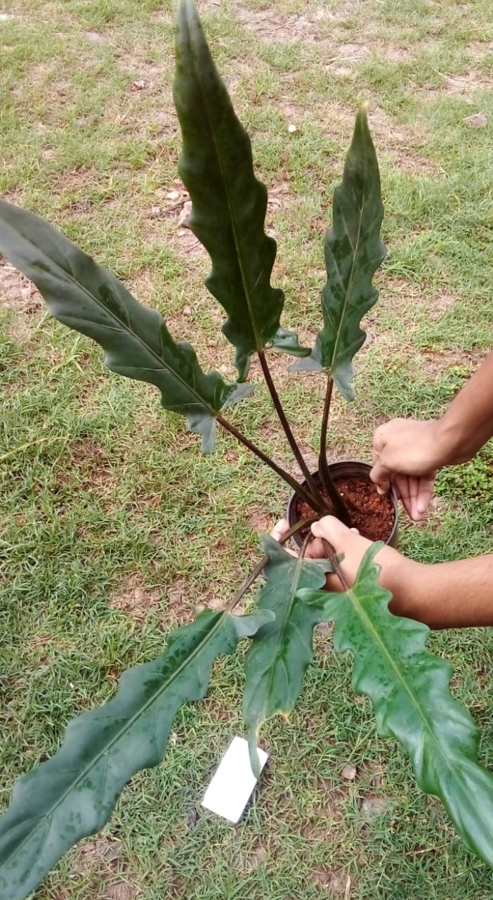 Alocasia Luterbatchiana