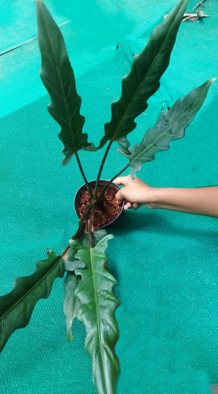 Alocasia Luterbatchiana