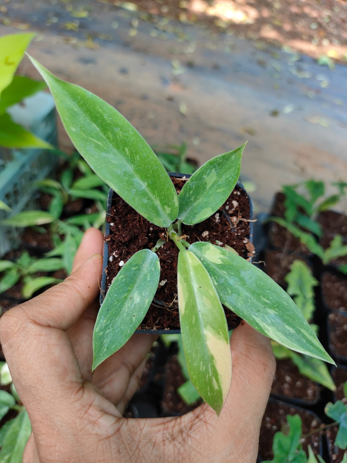 Philodendron Variegated  Ring of Fire 'Juvenile'