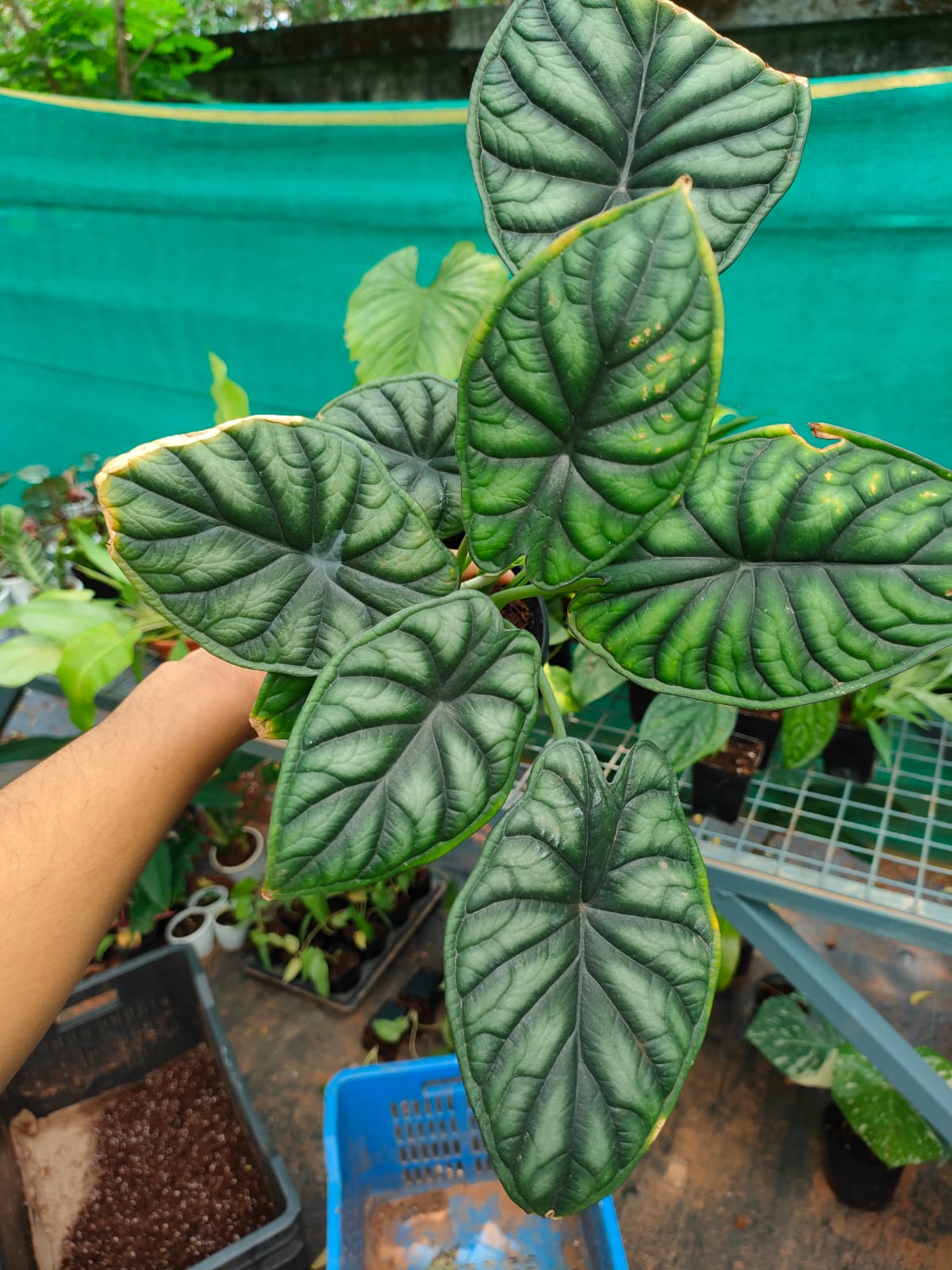 Alocasia Dragon scale 'Tuber'