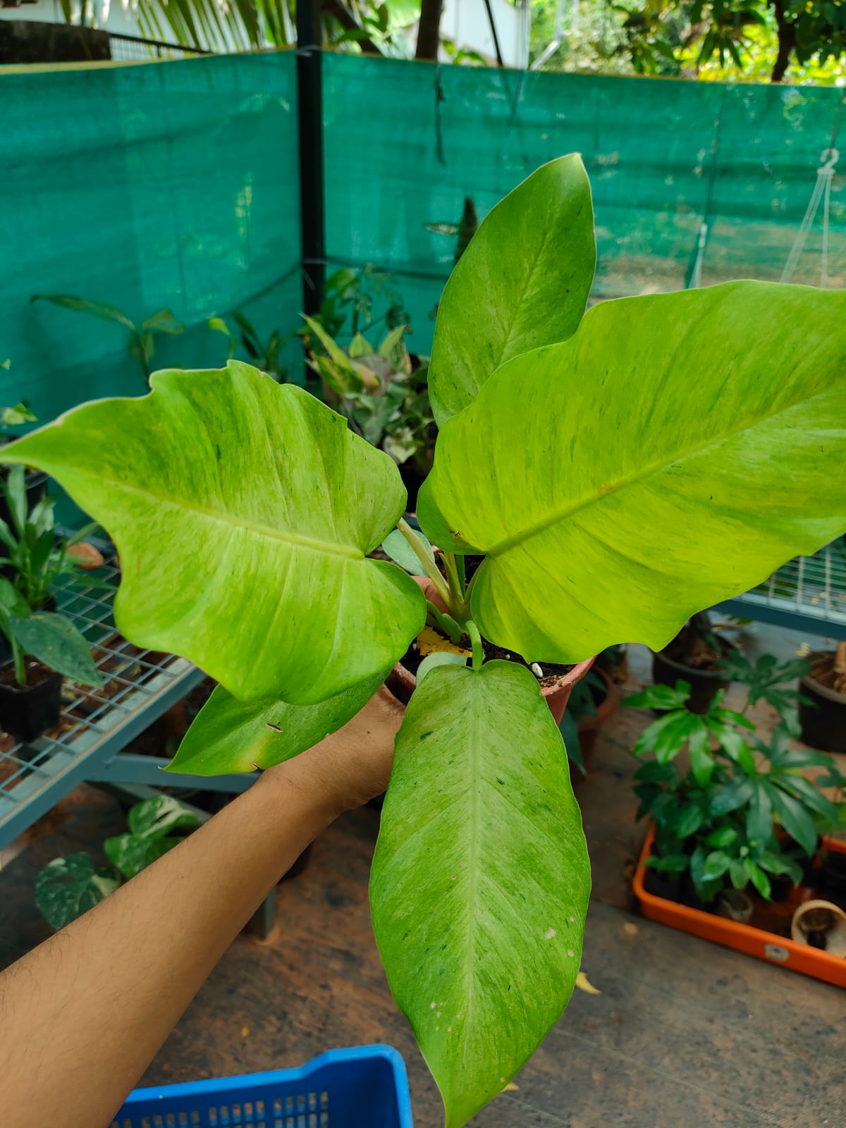 Philodendron Jungle Fever 'Snow Drift'