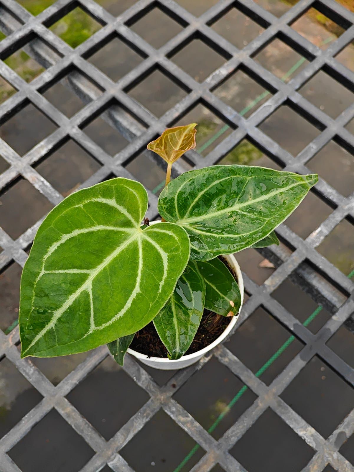 Anthurium Crystal Hope Hybrid