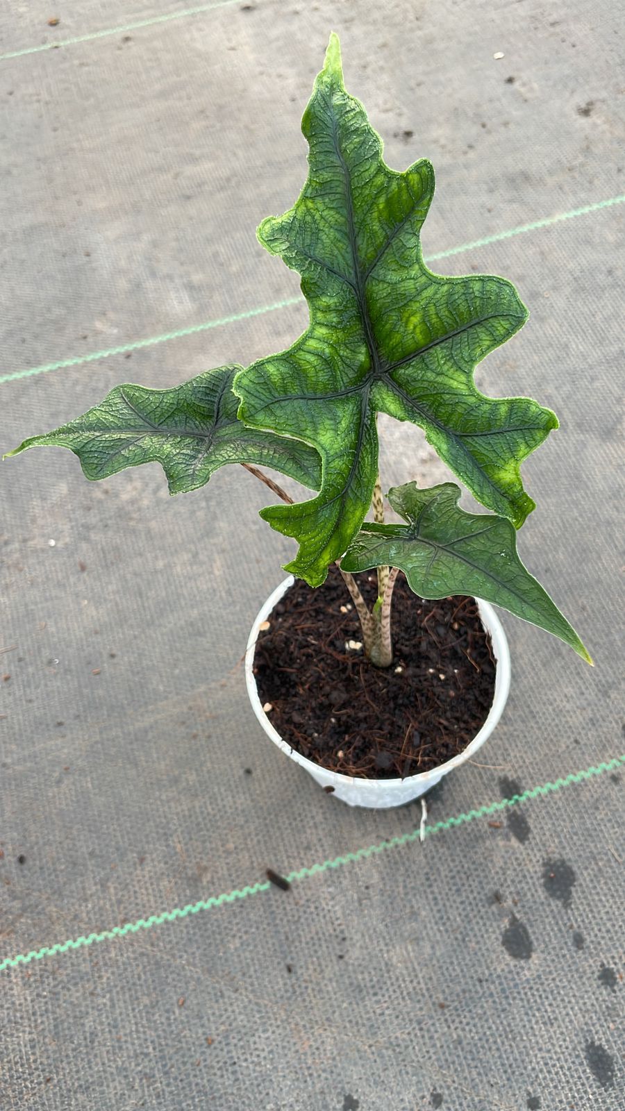 Alocasia Jacklyn