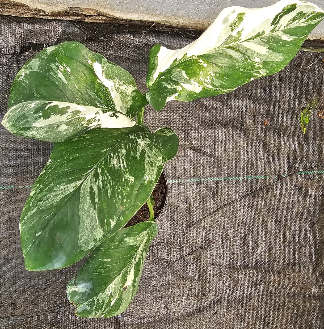 Monstera Lechleriana Variegated