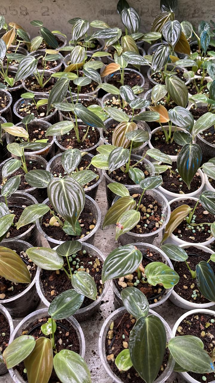 Philodendron Melanochrysum 'Juvenile'