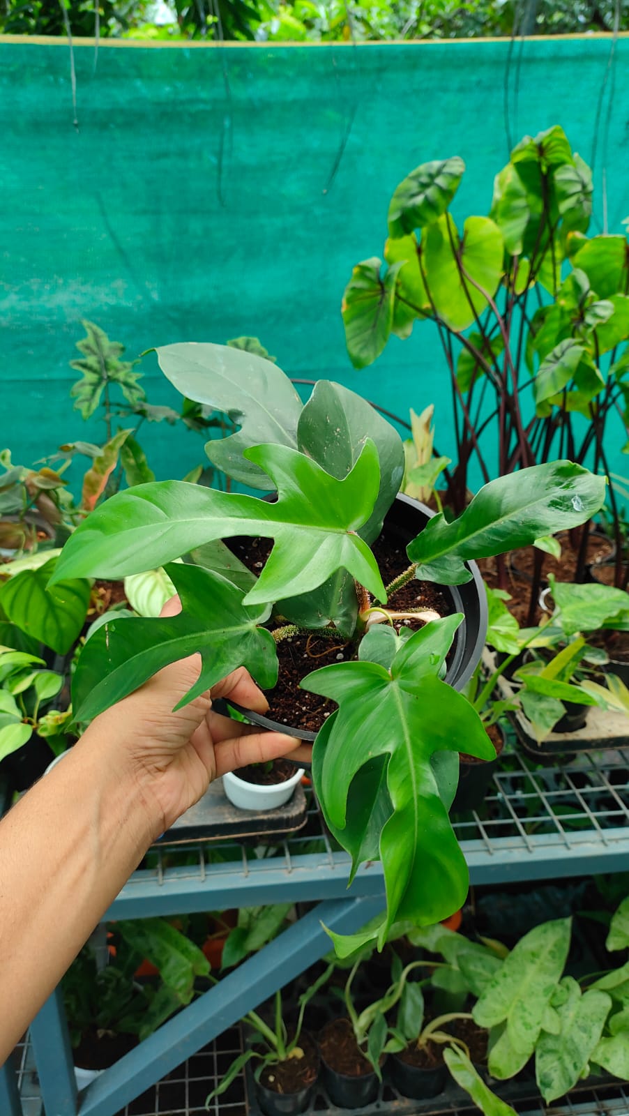 Philodendron Squamiferum Medium