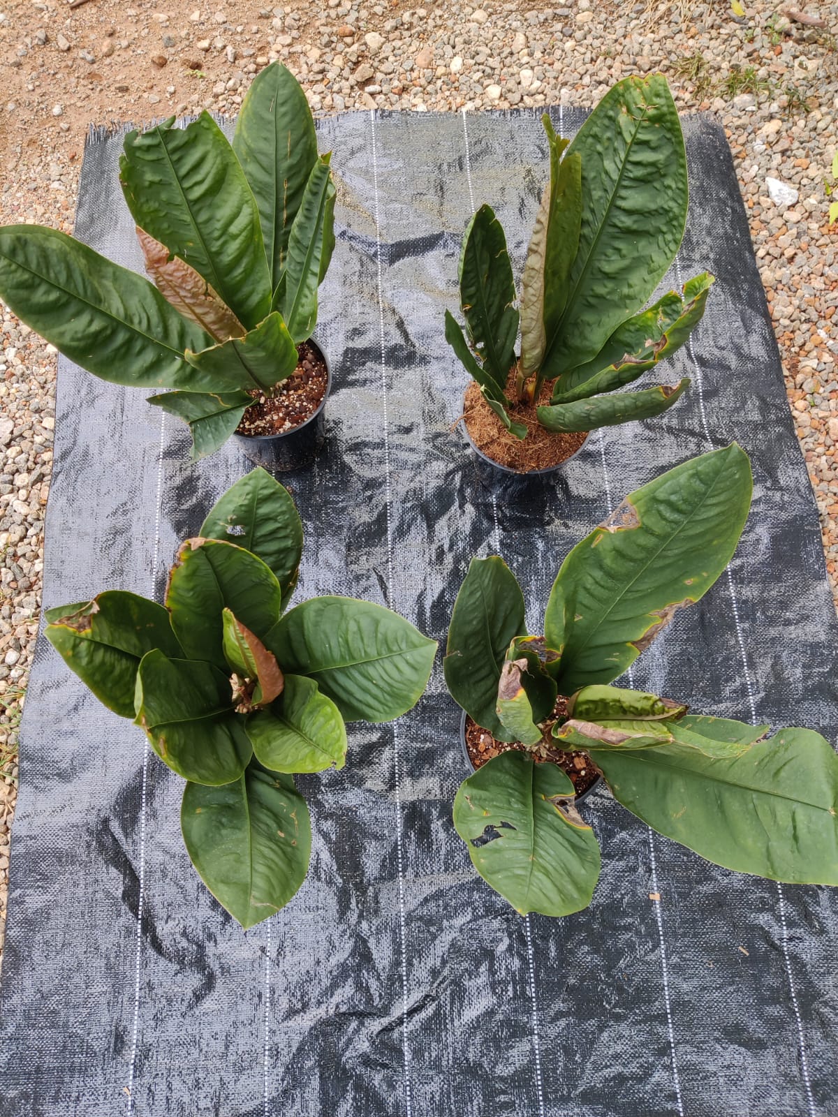 Anthurium Superbum