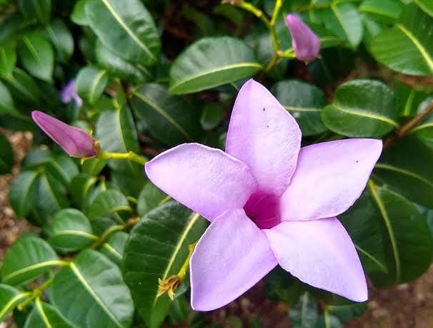 Cryptostegia Madagascariensis / Purple Rubber