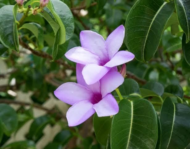 Cryptostegia Madagascariensis / Purple Rubber