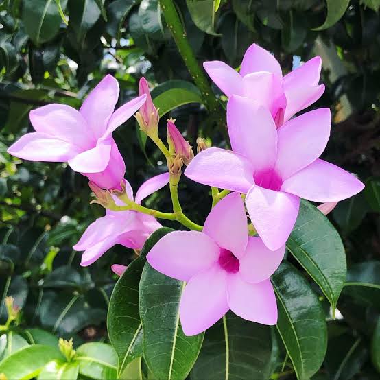 Cryptostegia Madagascariensis / Purple Rubber