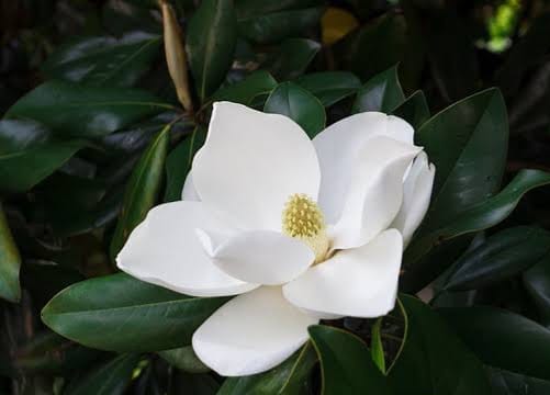 Magnolia Grandiflora