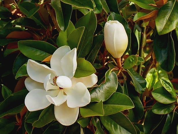 Magnolia Grandiflora