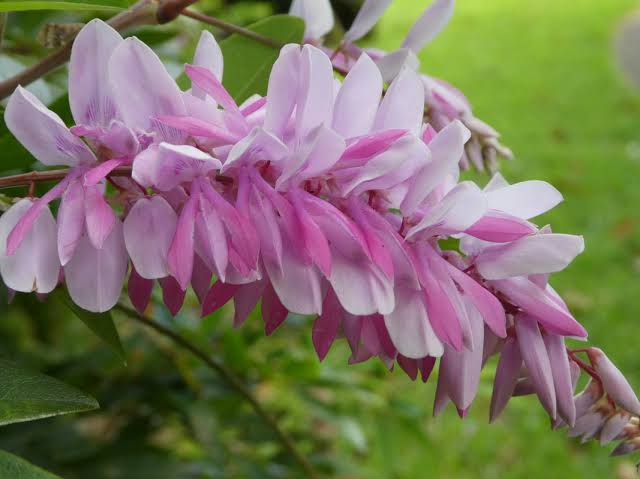 Summer Wisteria