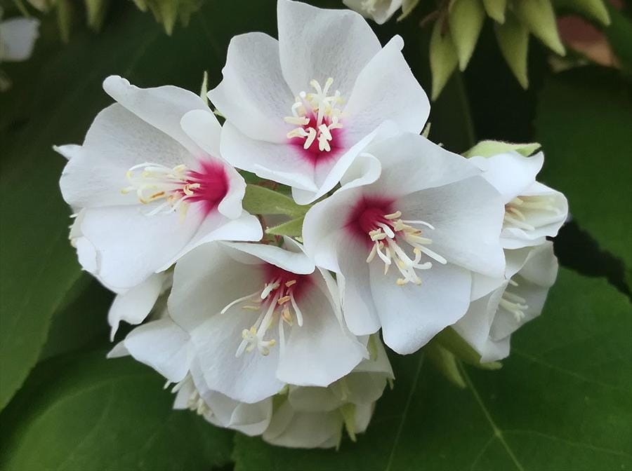 Dombeya Burgessiae