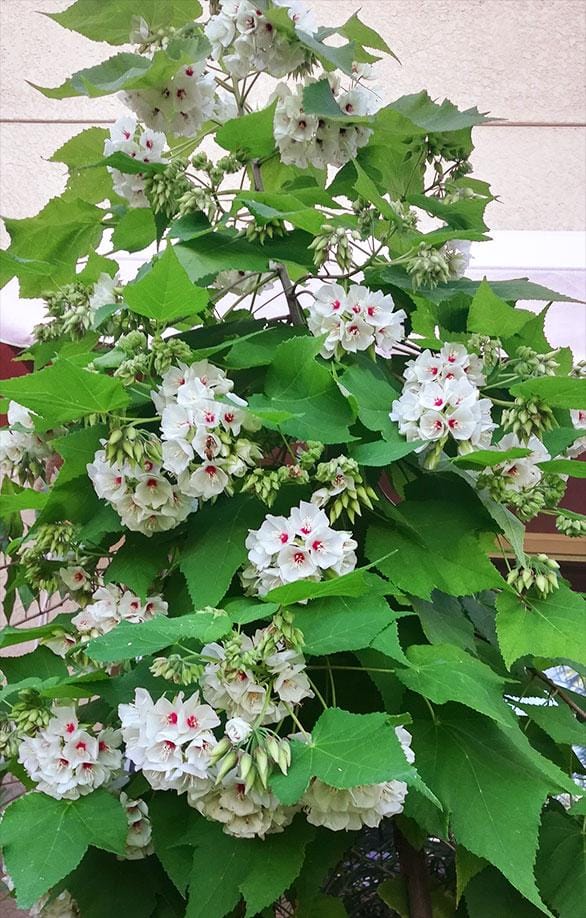 Dombeya Burgessiae