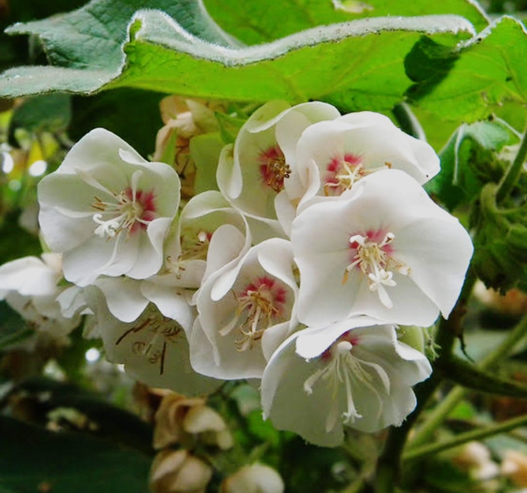 Dombeya Burgessiae