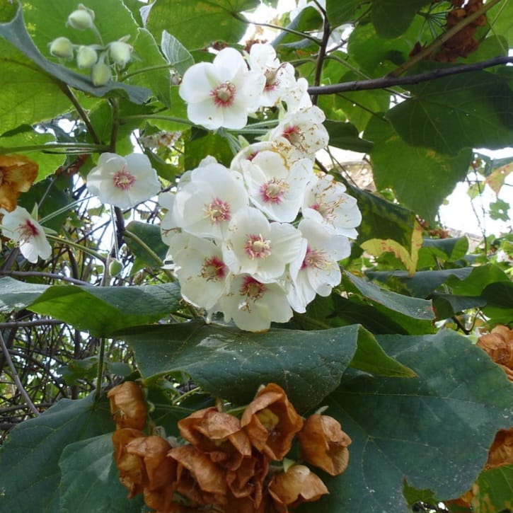 Dombeya Burgessiae