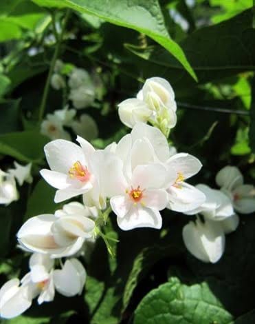 Coral Vine Alba