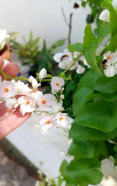 Coral Vine Alba