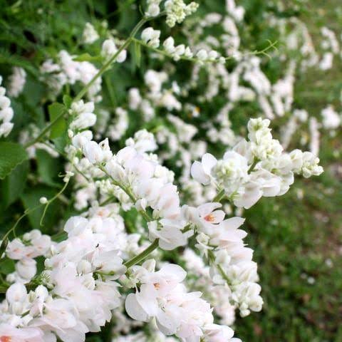 Coral Vine Alba