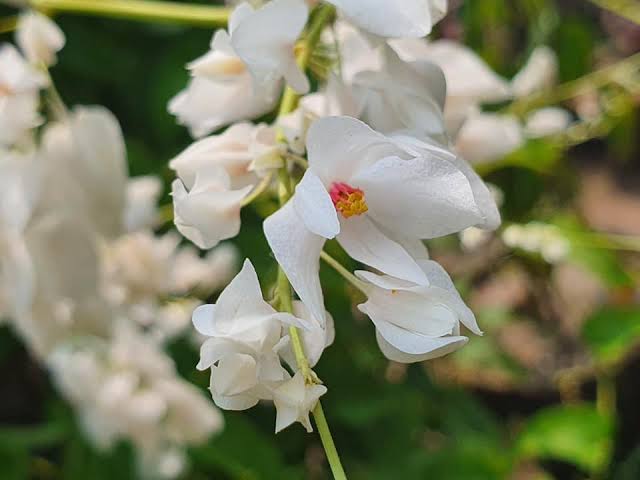 Coral Vine Alba