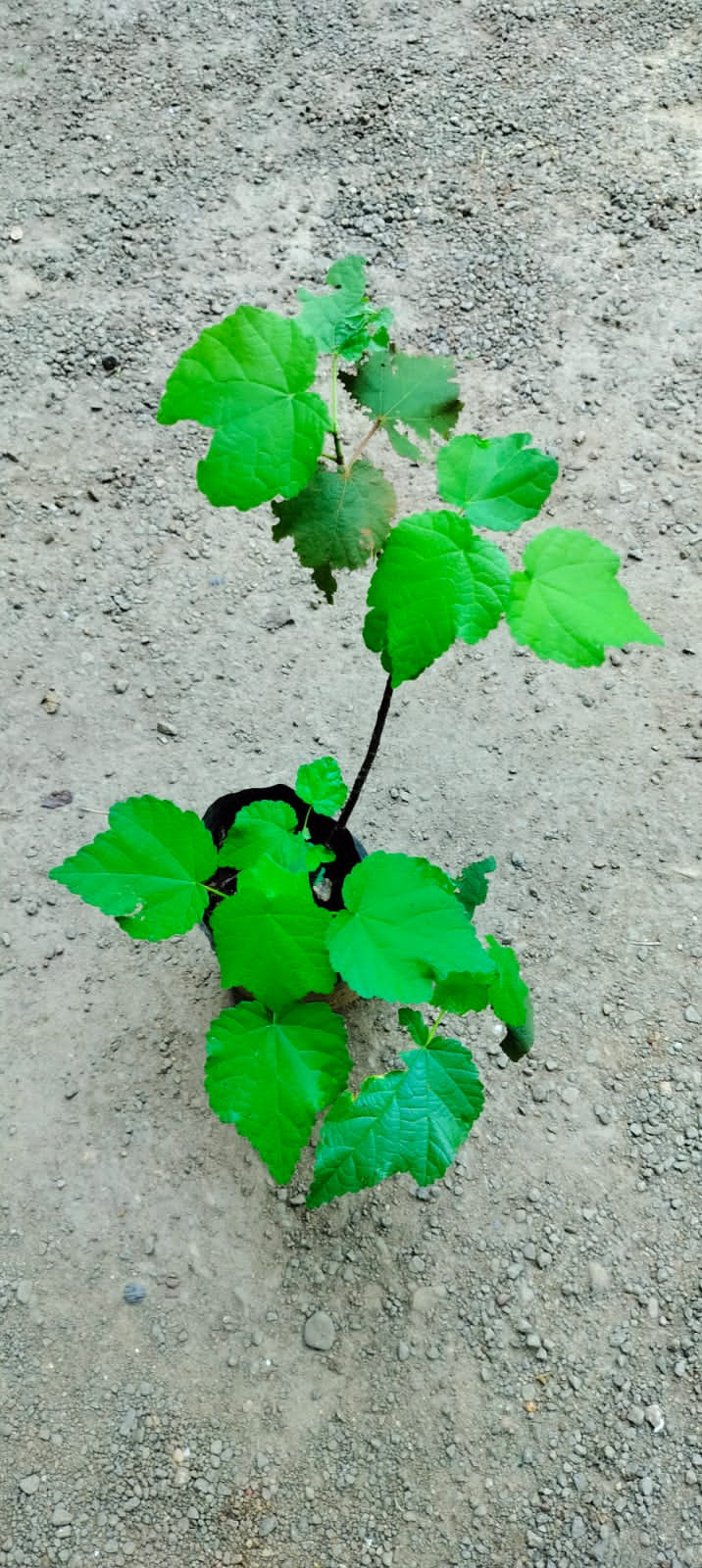 Dombeya Burgessiae