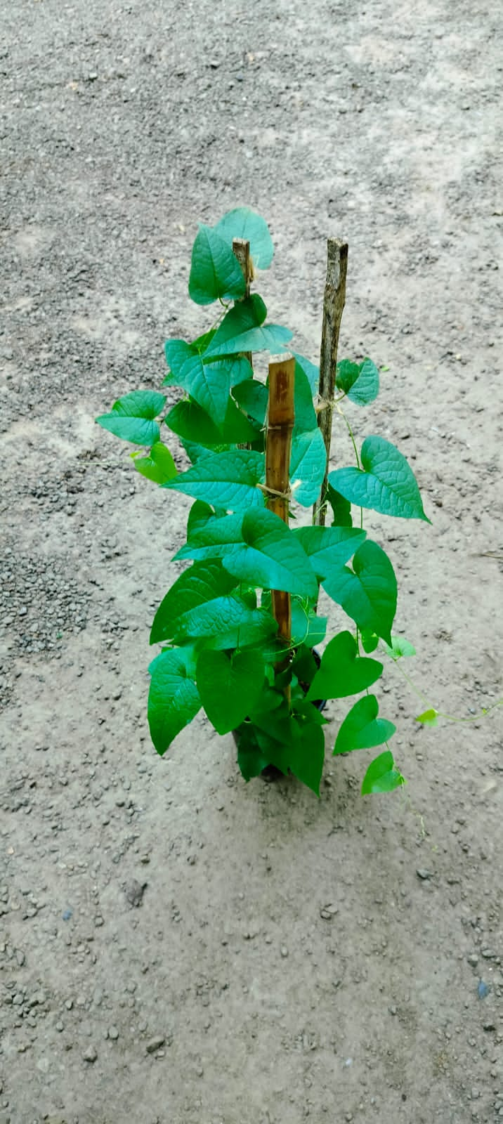 Coral Vine Alba