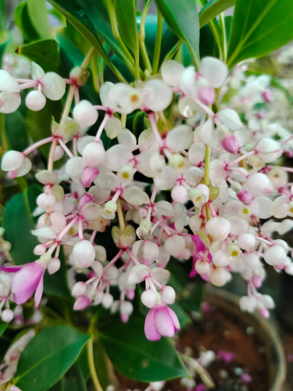 Medinilla Mindorensis 'Bushy'