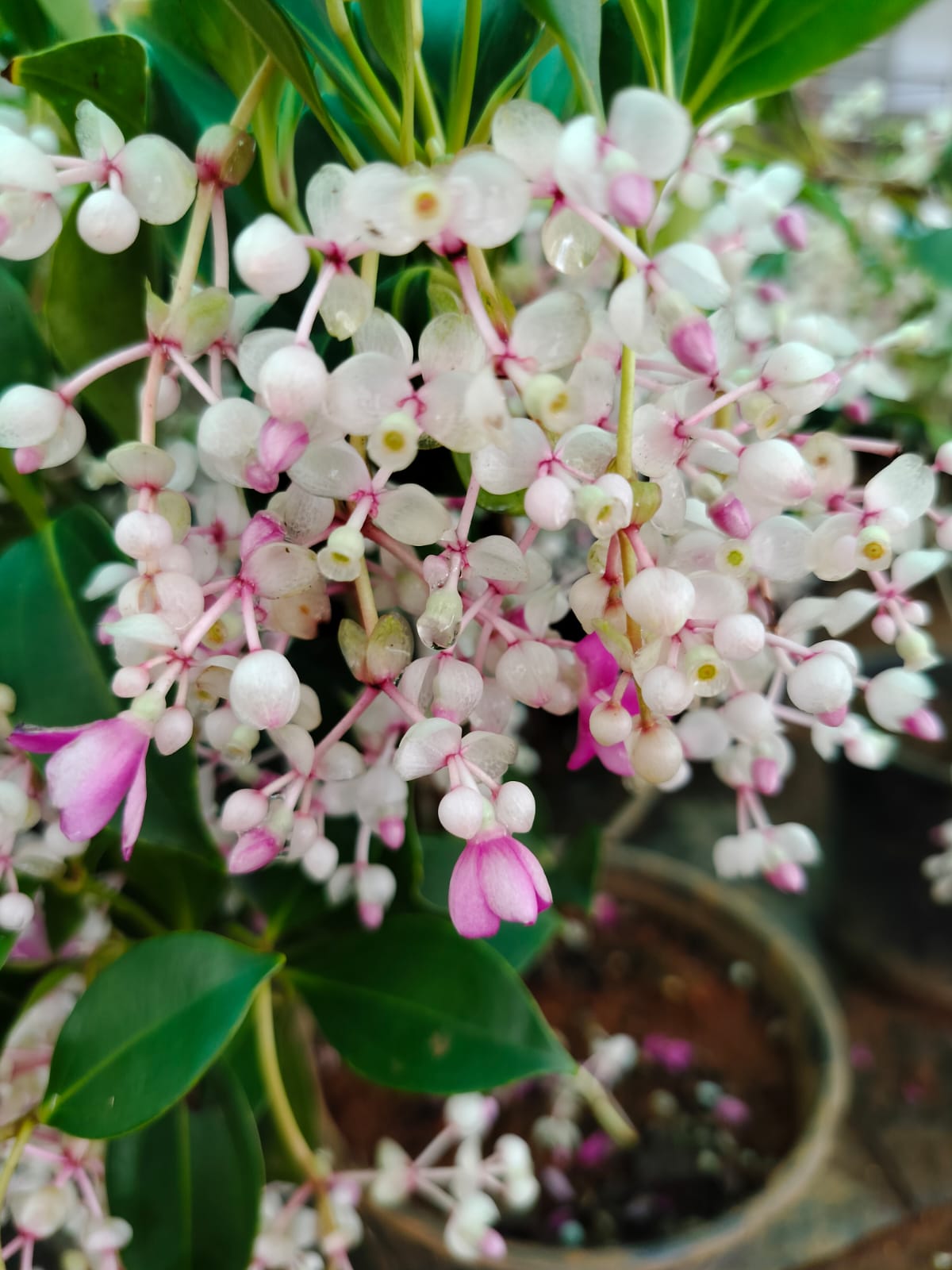 Medinilla Mindorensis 'Bushy'