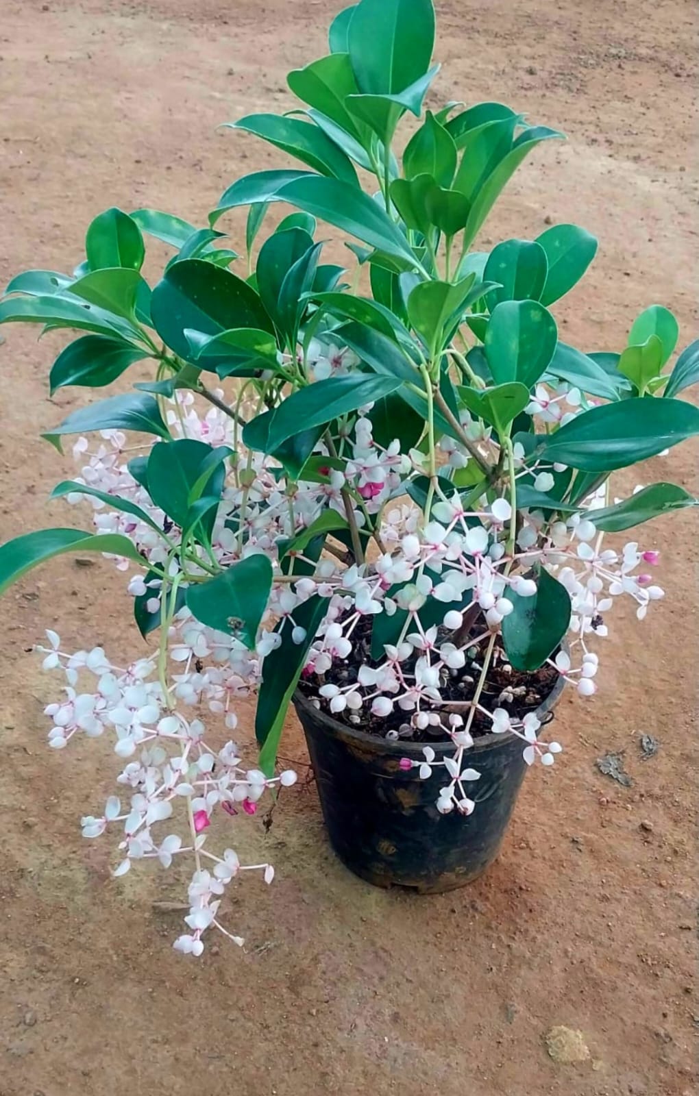 Medinilla Mindorensis 'Bushy'