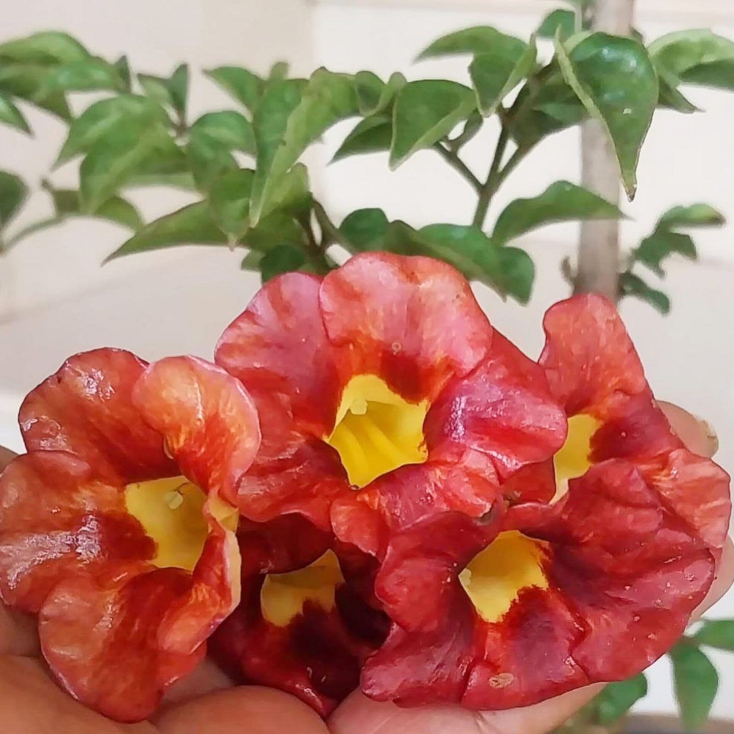 Tecoma Gold Imported ( Campsis x Tagliabuana)